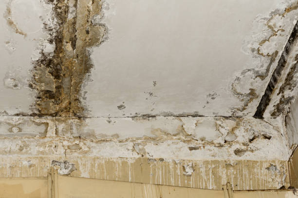 Best Mold Prevention Services  in New Providence, NJ