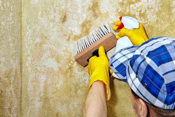 Best Water Damage & Mold Remediation  in New Providence, NJ