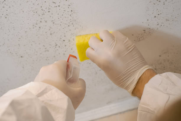 Best Mold Odor Removal Services  in New Providence, NJ