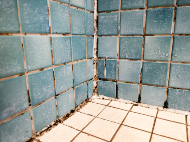 Best Emergency Mold Remediation  in New Providence, NJ